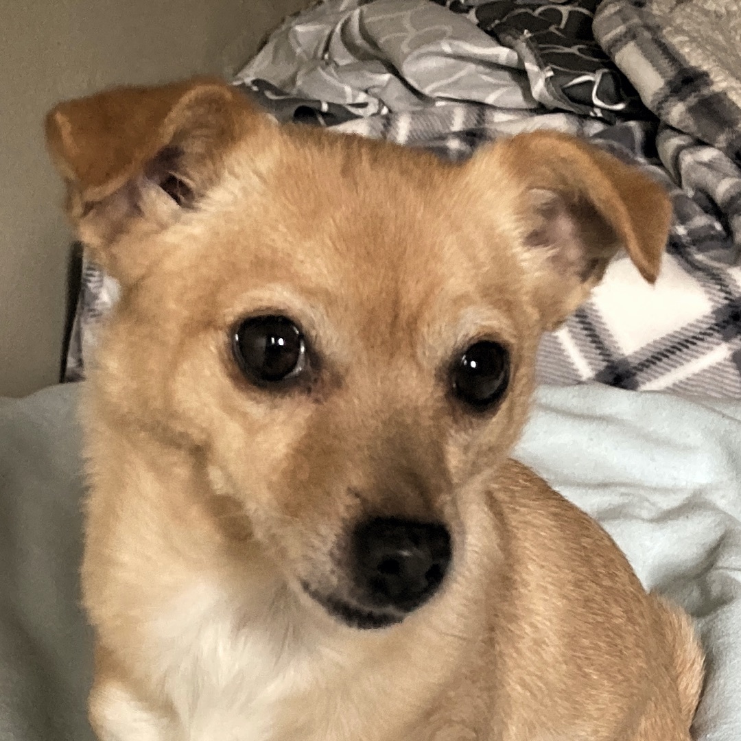 Maria - Shy little one!, a Adoptable mixed breed in Seattle, WA image 6/6