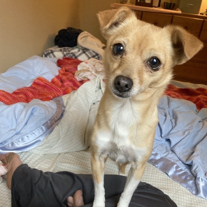 Maria - Shy little one!, a Adoptable mixed breed in Seattle, WA image 2/6