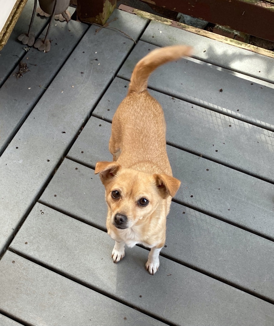 Maria - Shy little one!, a Adoptable mixed breed in Seattle, WA image 4/6