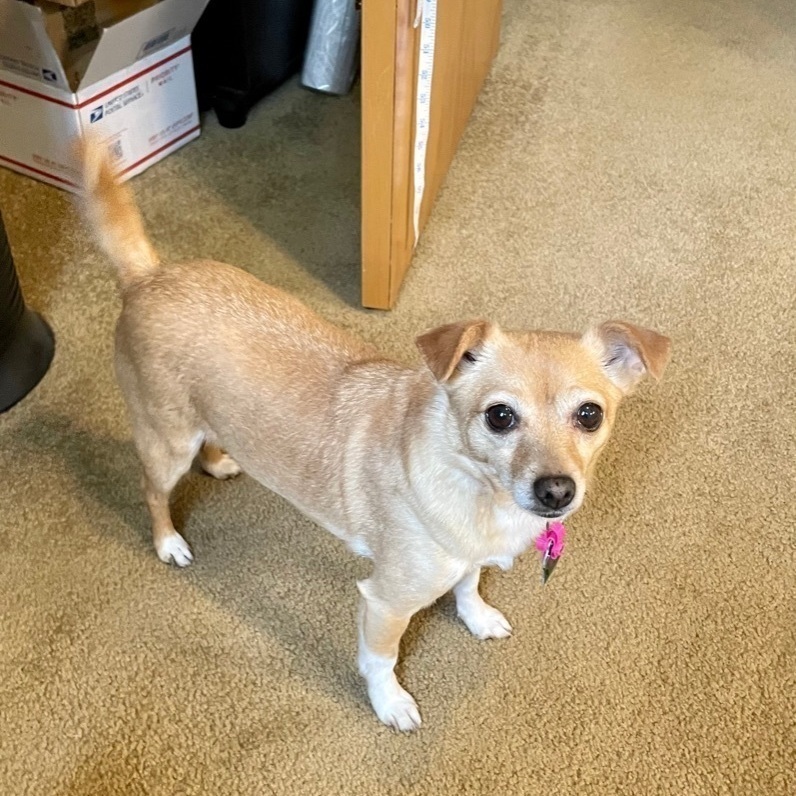 Maria - Shy little one!, a Adoptable mixed breed in Seattle, WA image 5/6