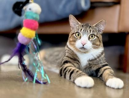 Enlarge DRESSER, a Adoptable mixed breed in Fernandina Beach, FL image 1/4