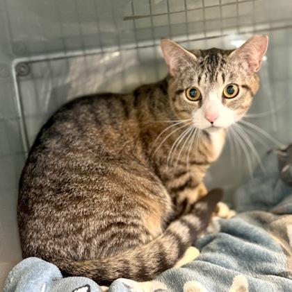 DRESSER, a ADOPTABLE mixed breed in Fernandina Beach, FL image 3/3