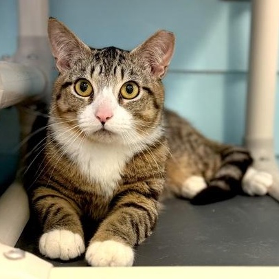 DRESSER, ADOPTABLE, Young Male Domestic Short Hair.