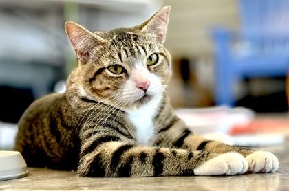 Enlarge DRESSER, a Adoptable mixed breed in Fernandina Beach, FL image 4/4