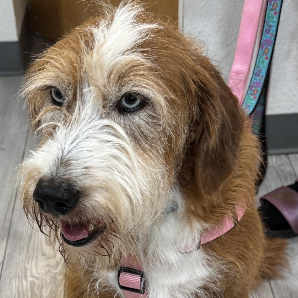 Enlarge Lucy, a Adoptable mixed breed in Allyn, WA image 1/4