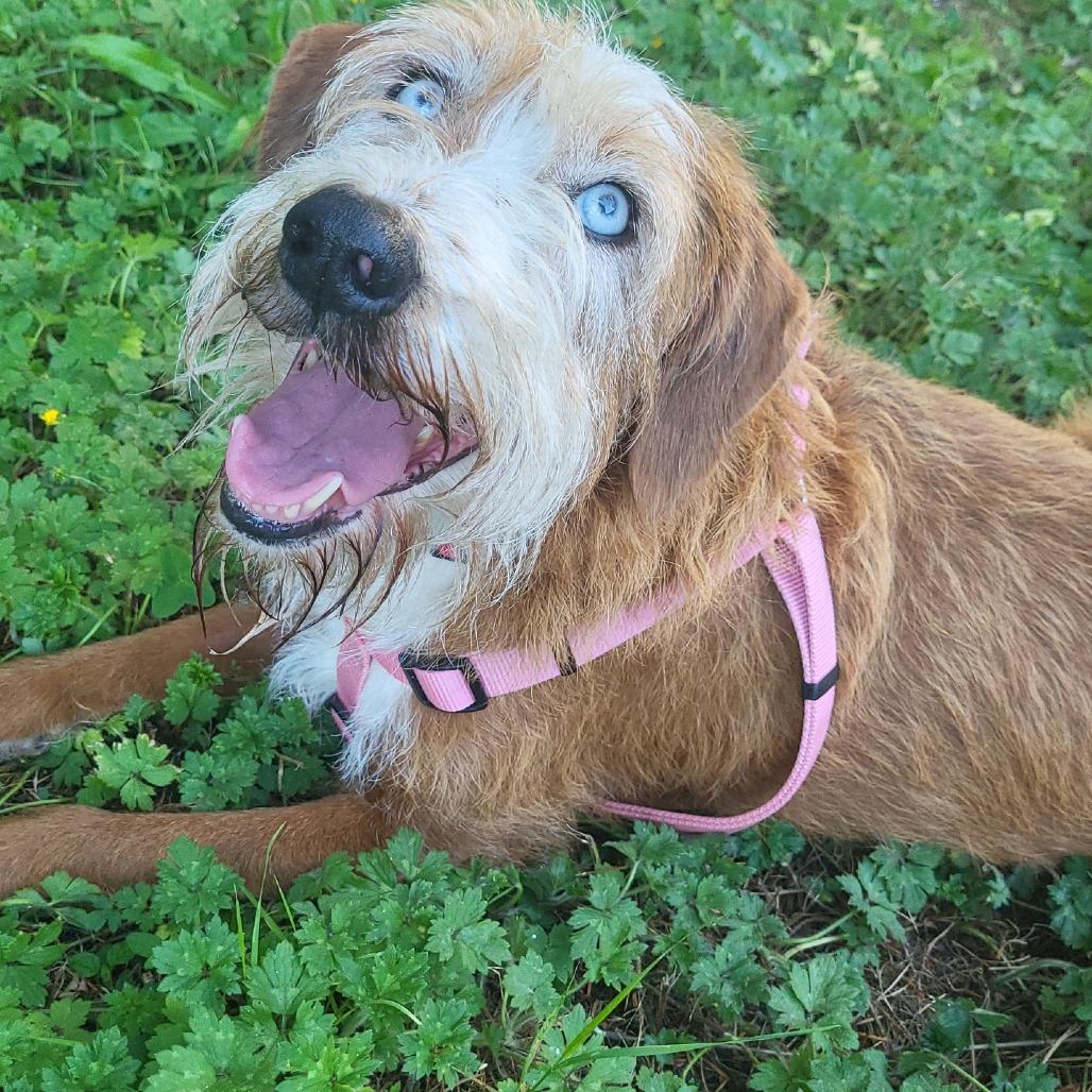 Enlarge Lucy, a Adoptable mixed breed in Allyn, WA image 2/4