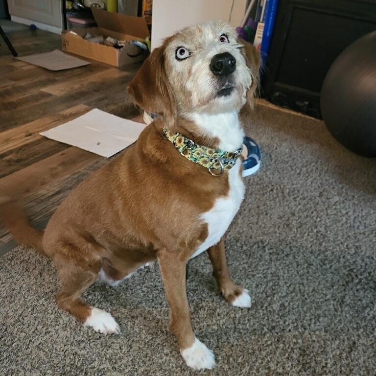 Enlarge Lucy, a Adoptable mixed breed in Allyn, WA image 3/6