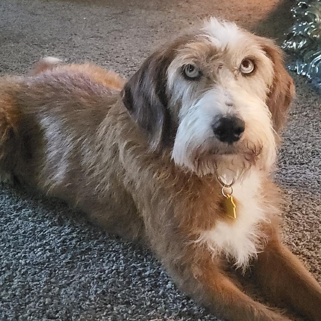 Enlarge Lucy, a Adoptable mixed breed in Allyn, WA image 3/4