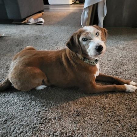 Enlarge Lucy, a Adoptable mixed breed in Allyn, WA image 5/6