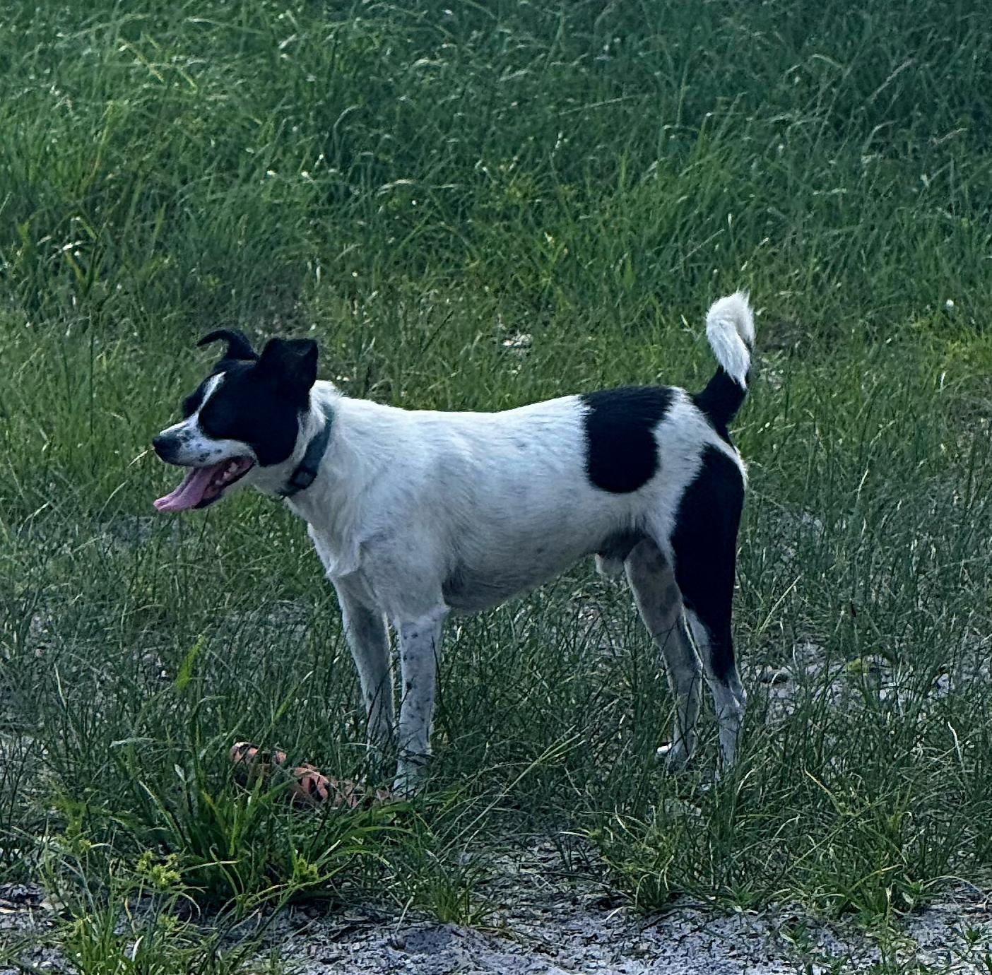 OREO - 2 year old, male small terrier mix, Young Male unknown