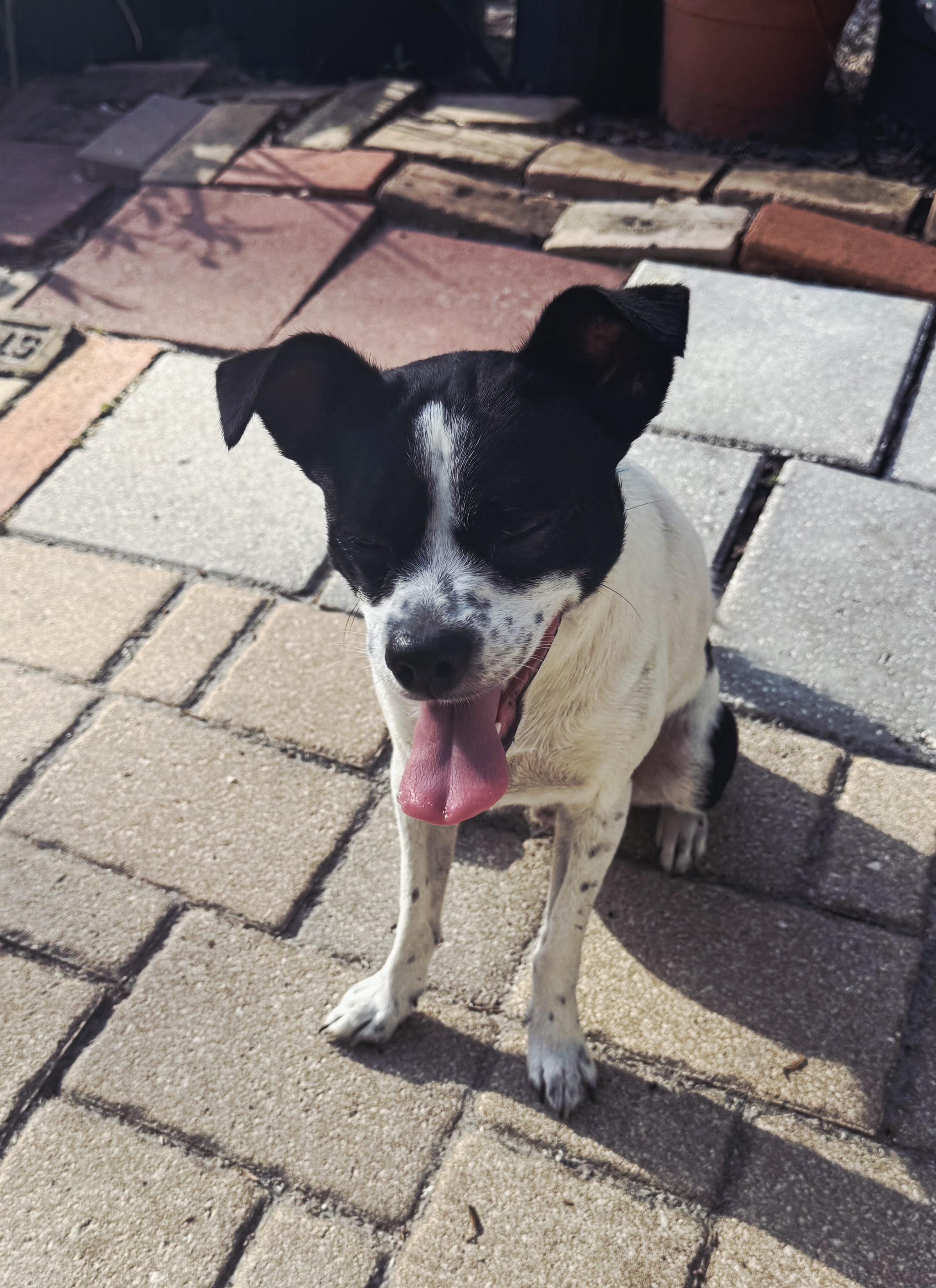 OREO - 2 year old, male small terrier mix photo 3