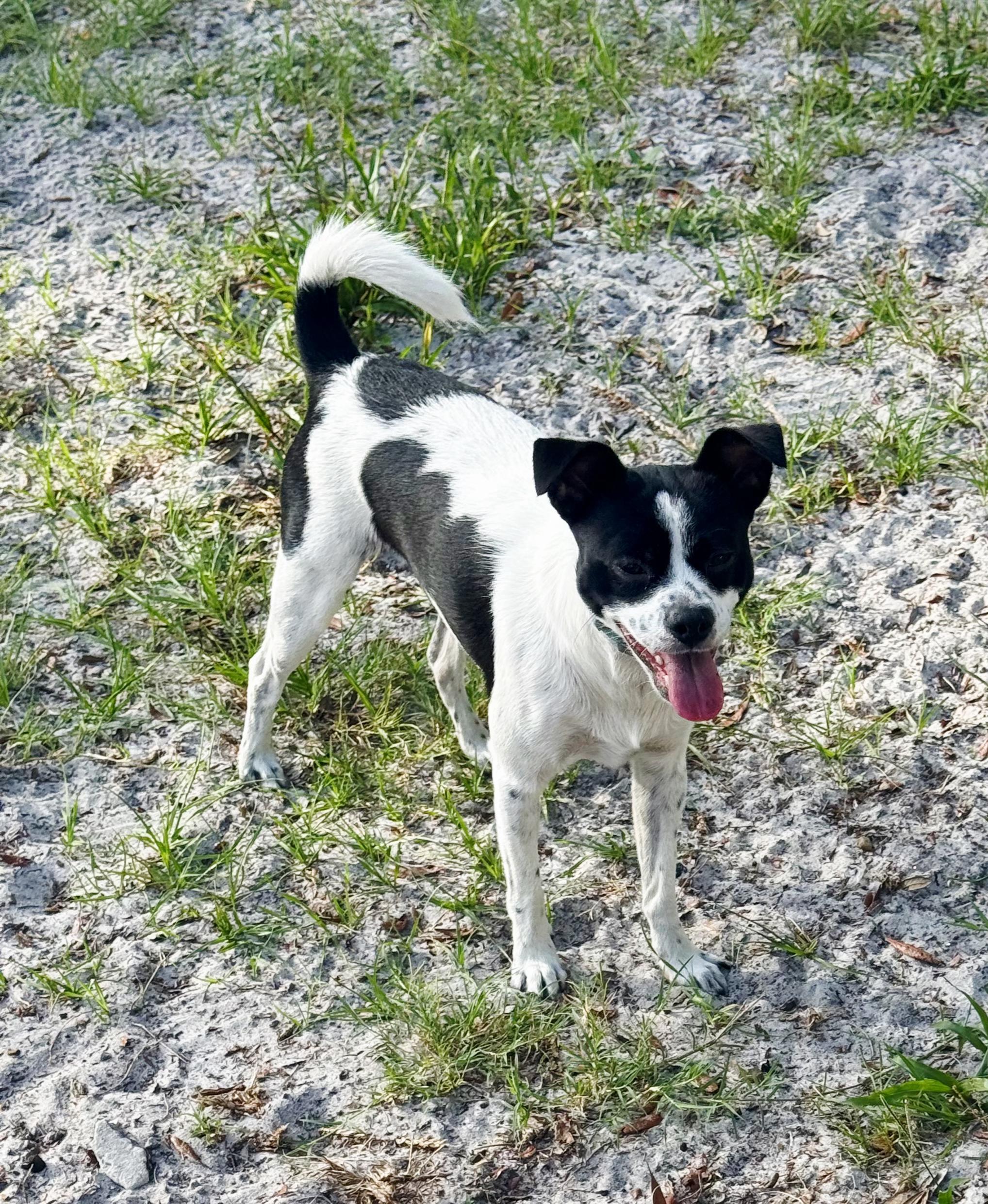 OREO -ADOPTED! 2 year old, male small terrier mix, a Adopted mixed breed in Terra Ceia, FL image 1/2