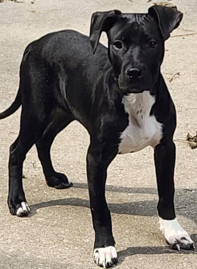 Caleb, Adoptable, Puppy Male Mixed Breed.