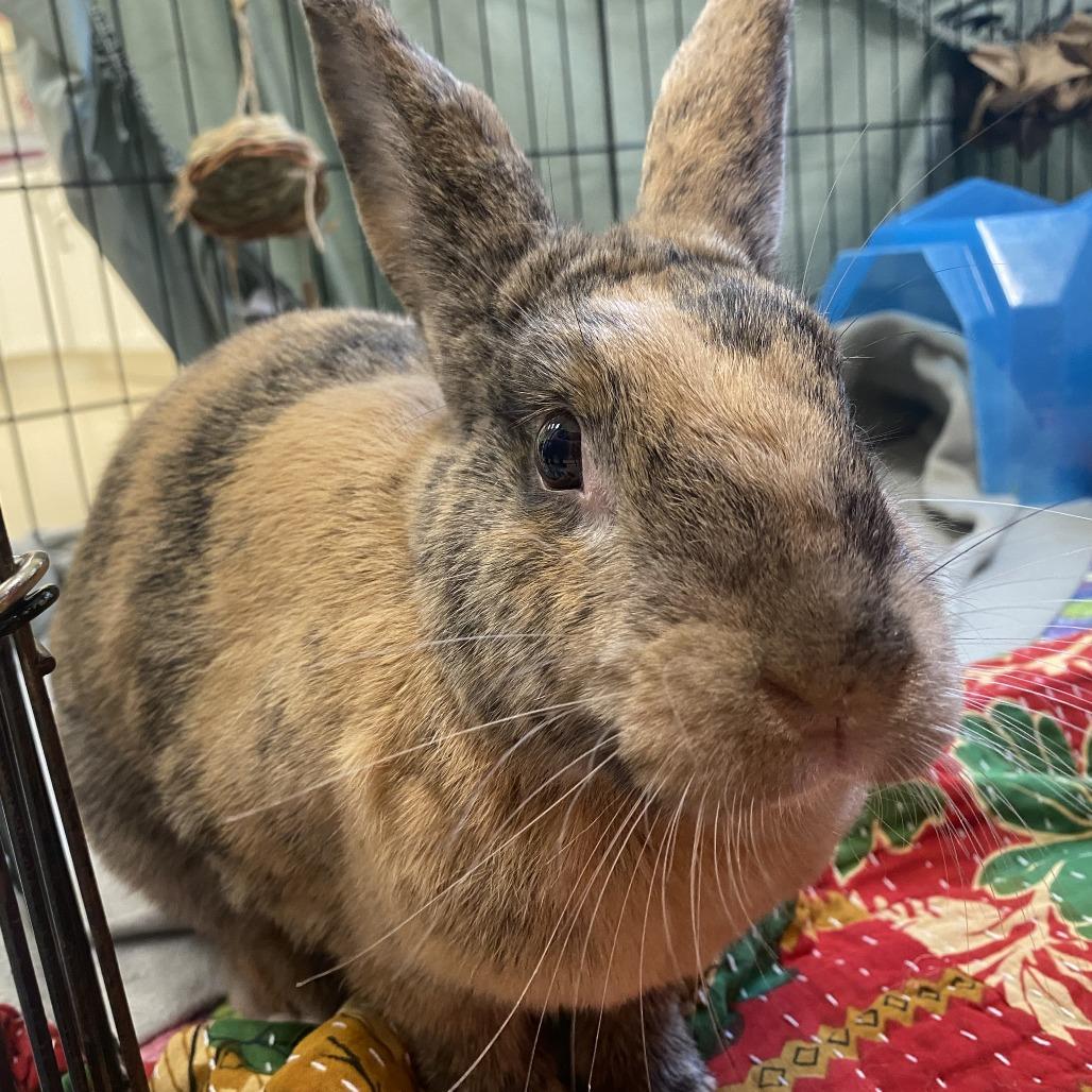 Cruella, a Adoptable Harlequin in Bedford, NH image 1/6