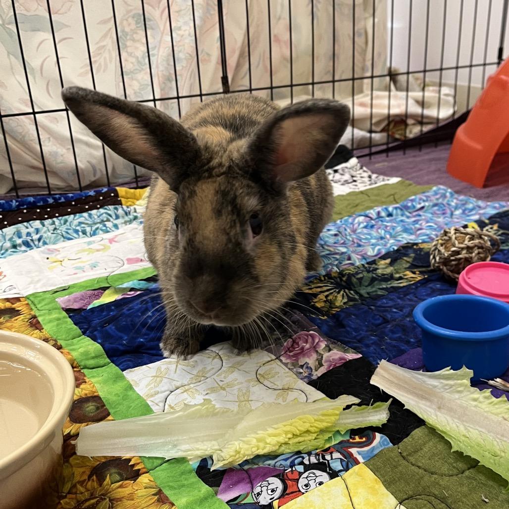 Cruella, a Adoptable Harlequin in Bedford, NH image 2/6