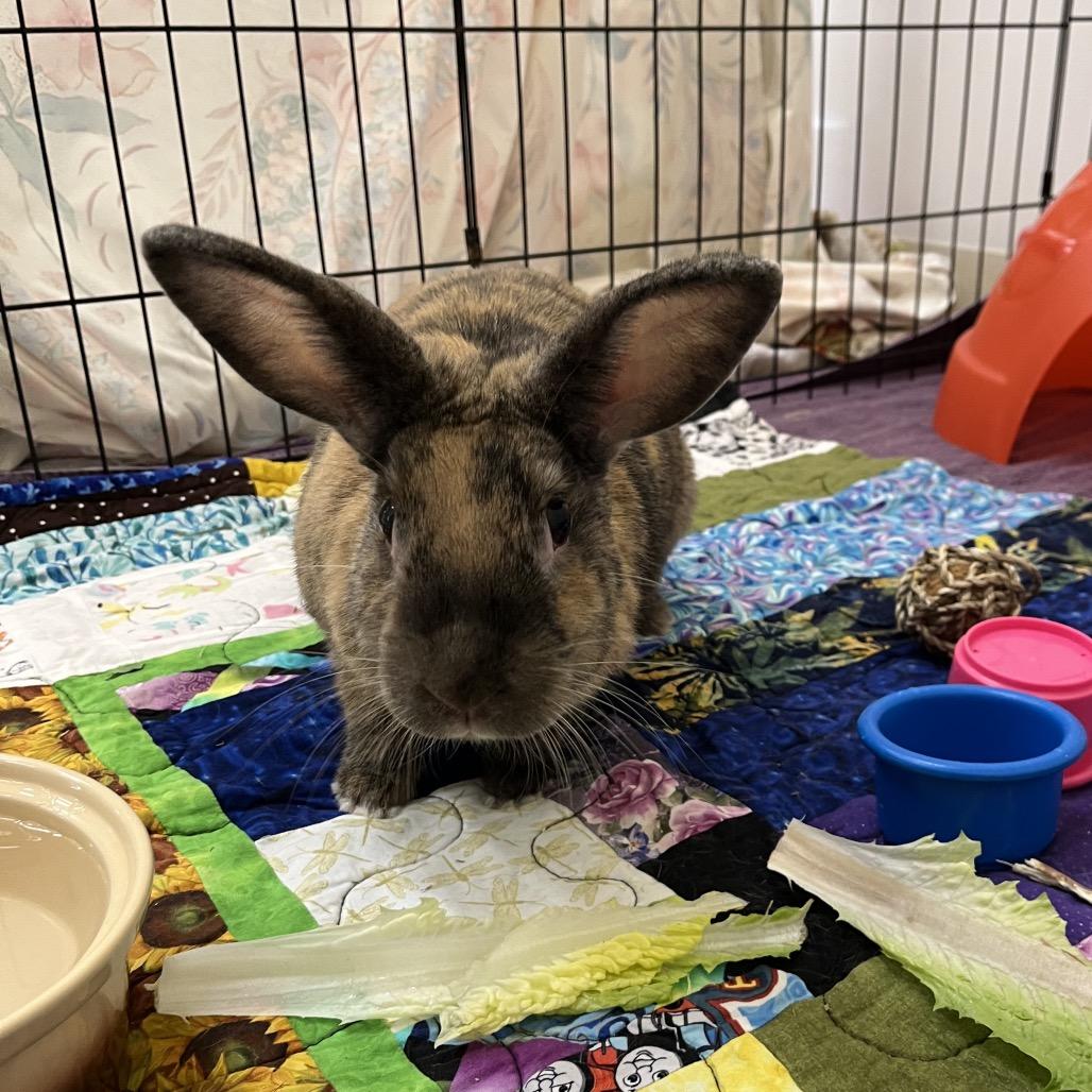 Cruella, a Adoptable Harlequin in Bedford, NH image 3/6