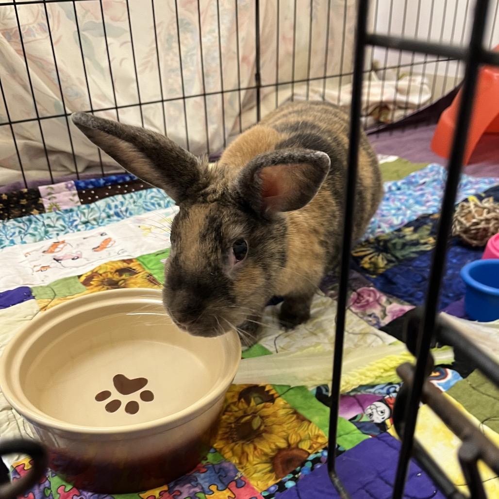 Cruella, a Adoptable Harlequin in Bedford, NH image 4/6