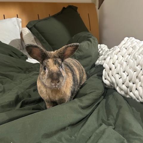 Cruella, a Adoptable Harlequin in Bedford, NH image 5/6