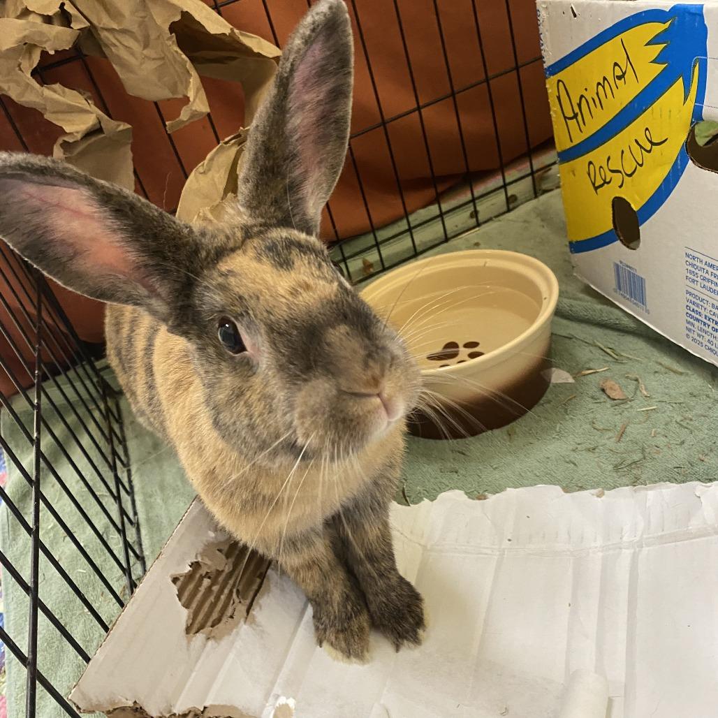 Cruella, a Adoptable Harlequin in Bedford, NH image 6/6