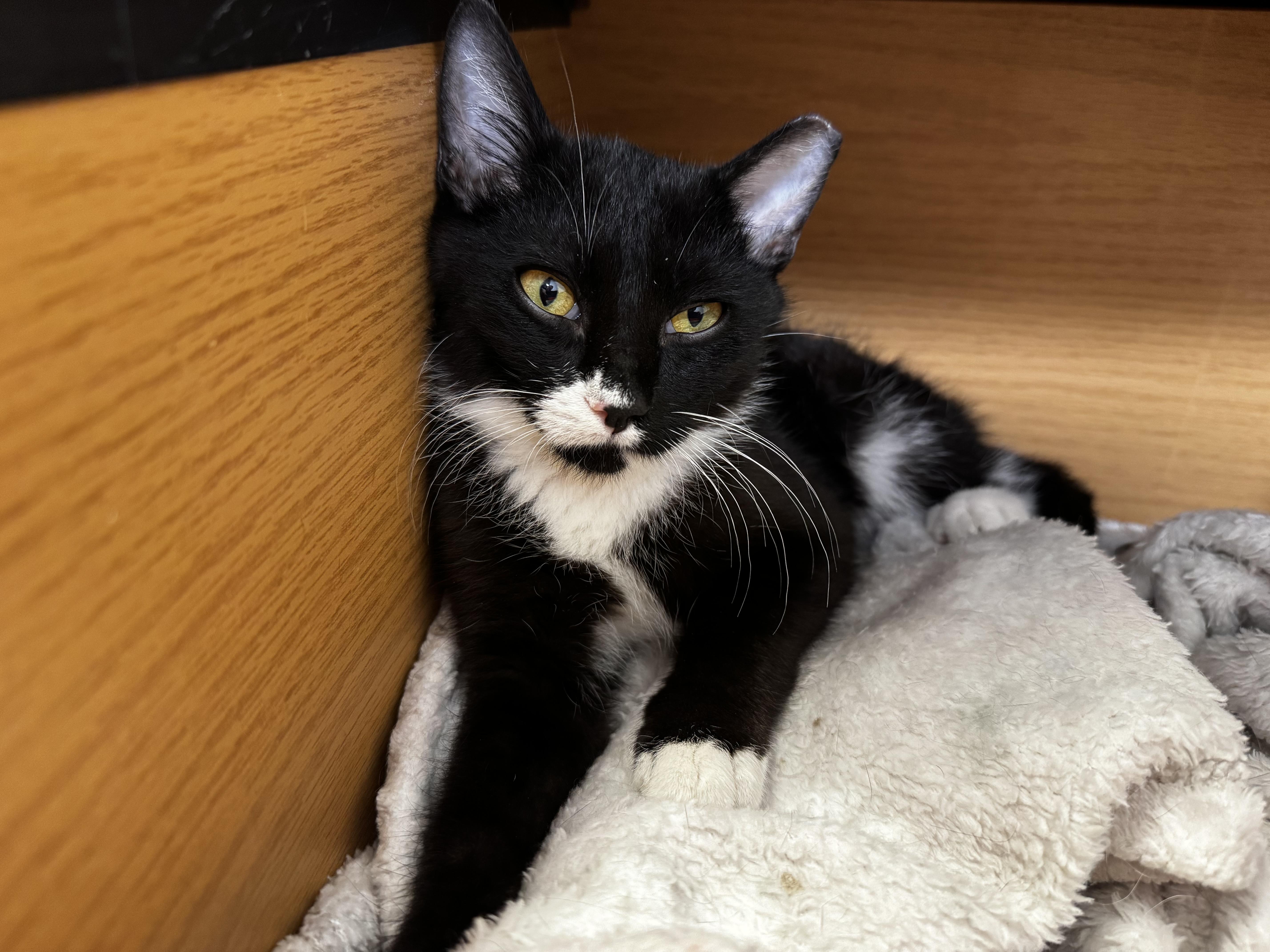 Spirit, Adoptable, Kitten Male Domestic Short Hair.