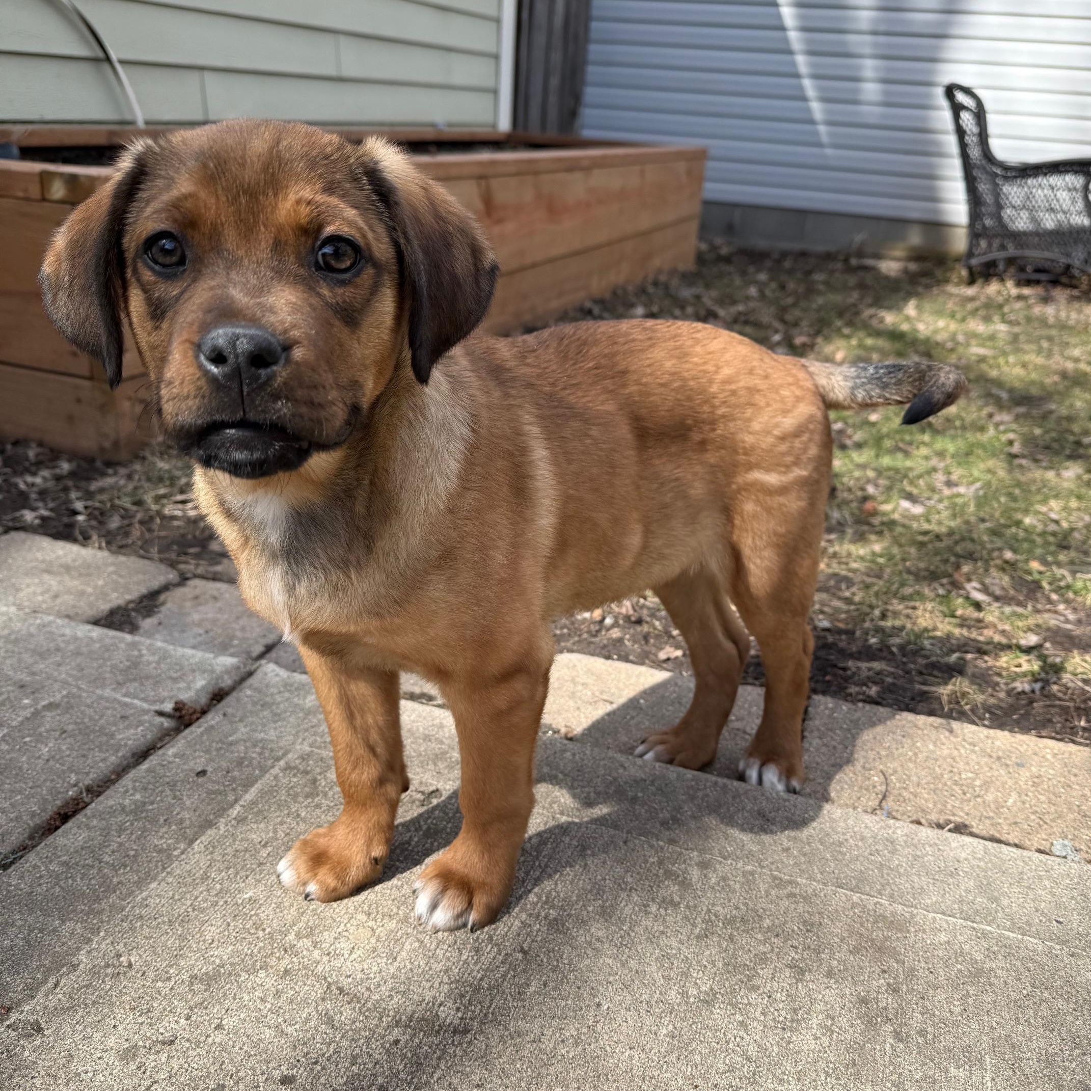 Enlarge Edgar, a ADOPTABLE mixed breed in Minneapolis, MN image 4/6