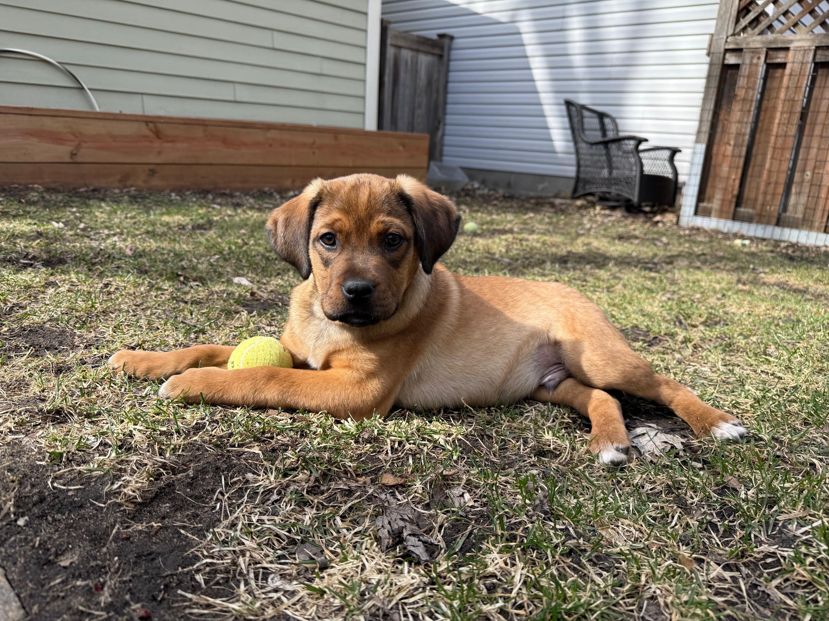 Enlarge Edgar, a ADOPTABLE mixed breed in Minneapolis, MN image 5/6
