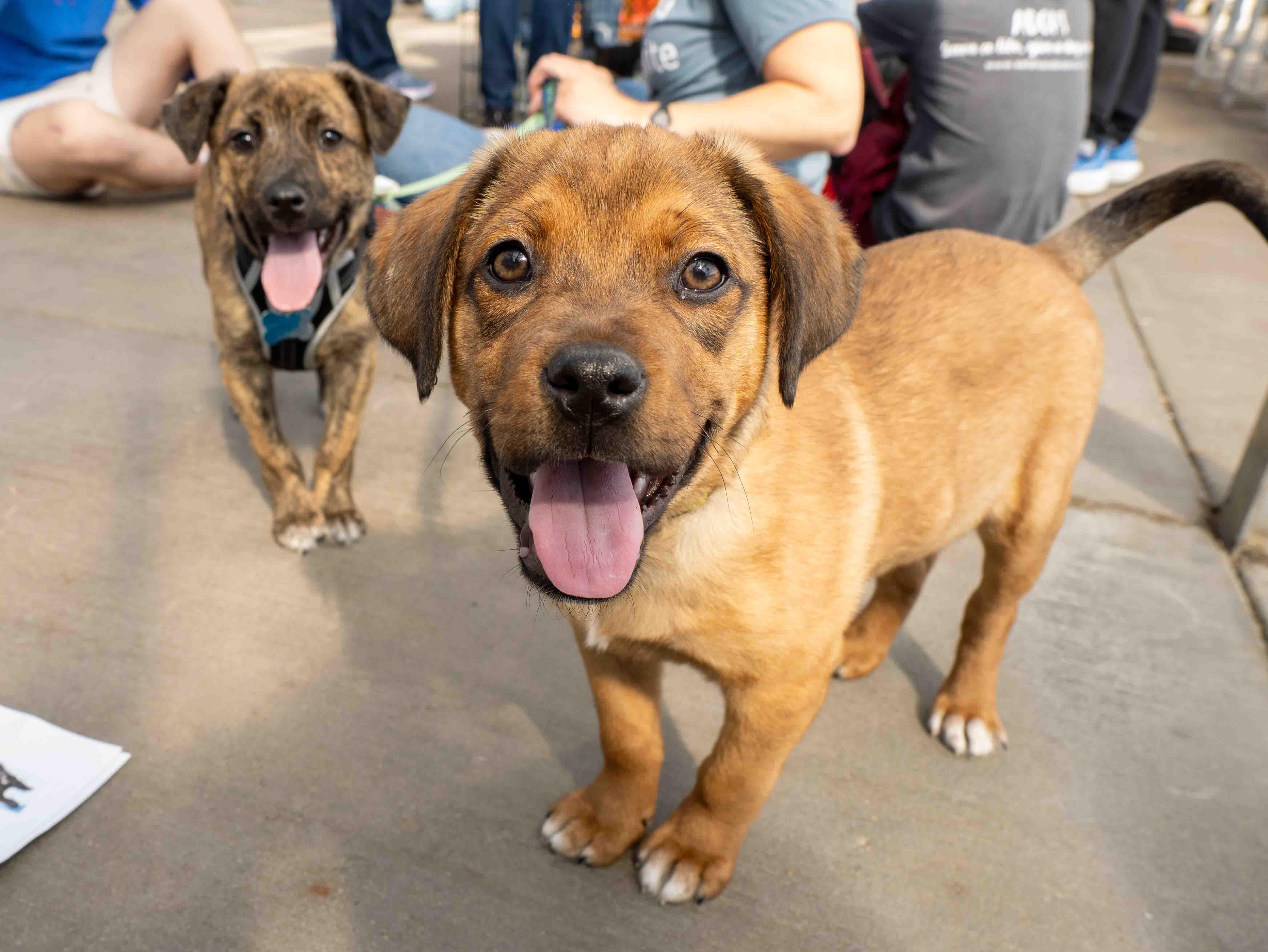 Enlarge Edgar, a ADOPTABLE mixed breed in Minneapolis, MN image 2/6