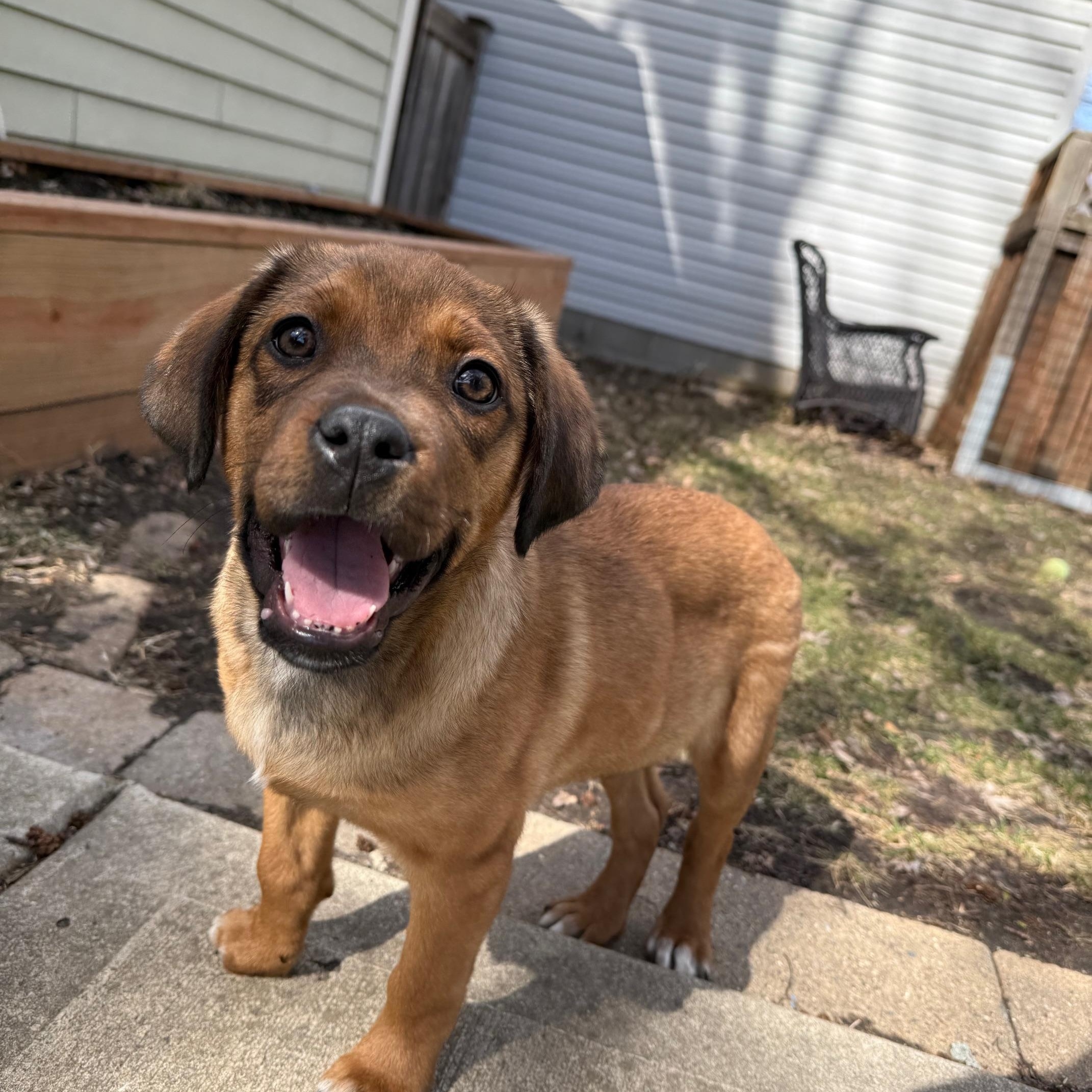 Enlarge Edgar, a ADOPTABLE mixed breed in Minneapolis, MN image 1/6