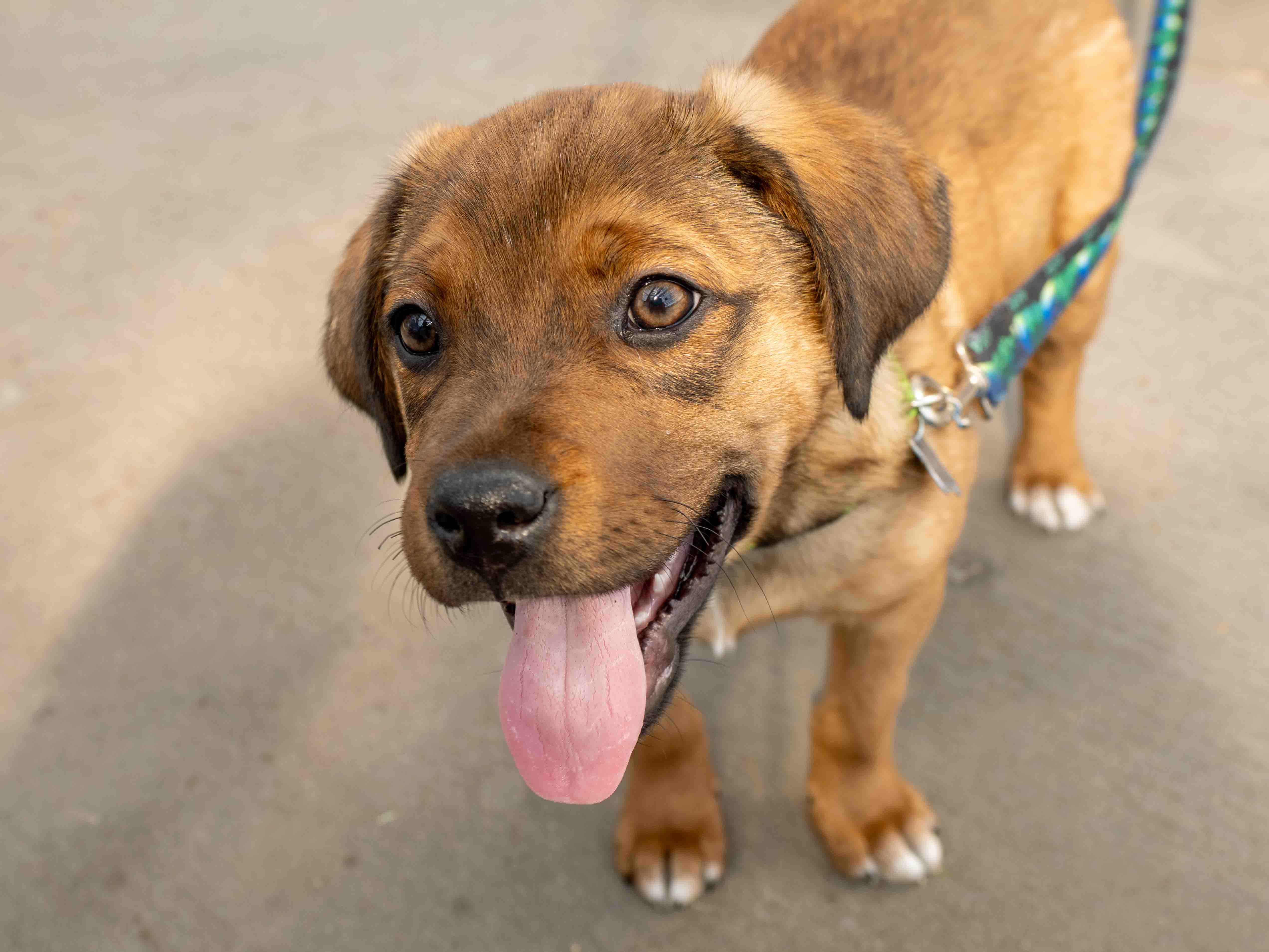 Enlarge Edgar, a ADOPTABLE mixed breed in Minneapolis, MN image 3/6