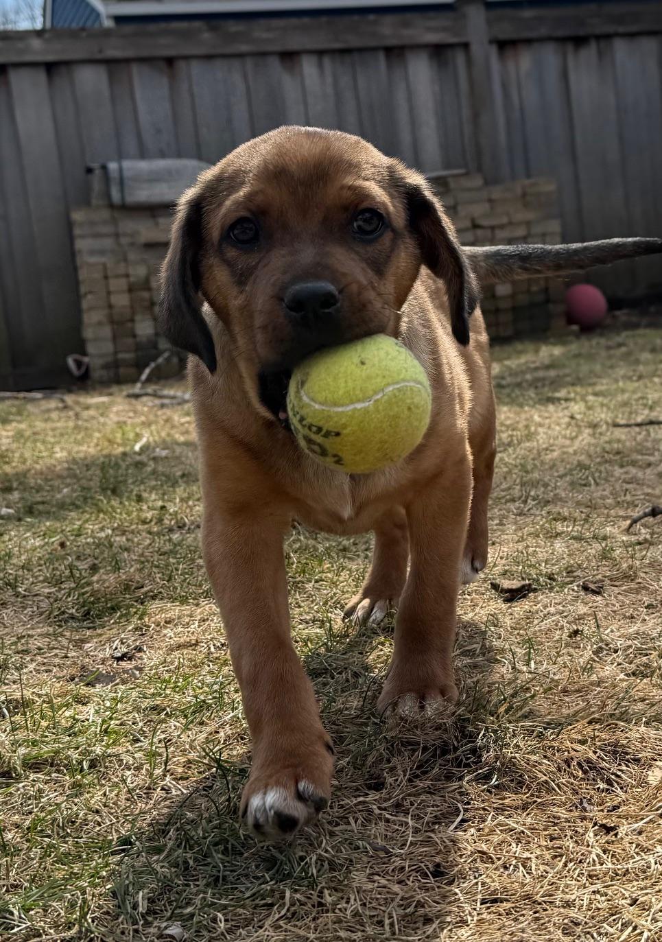 Enlarge Edgar, a ADOPTABLE mixed breed in Minneapolis, MN image 6/6