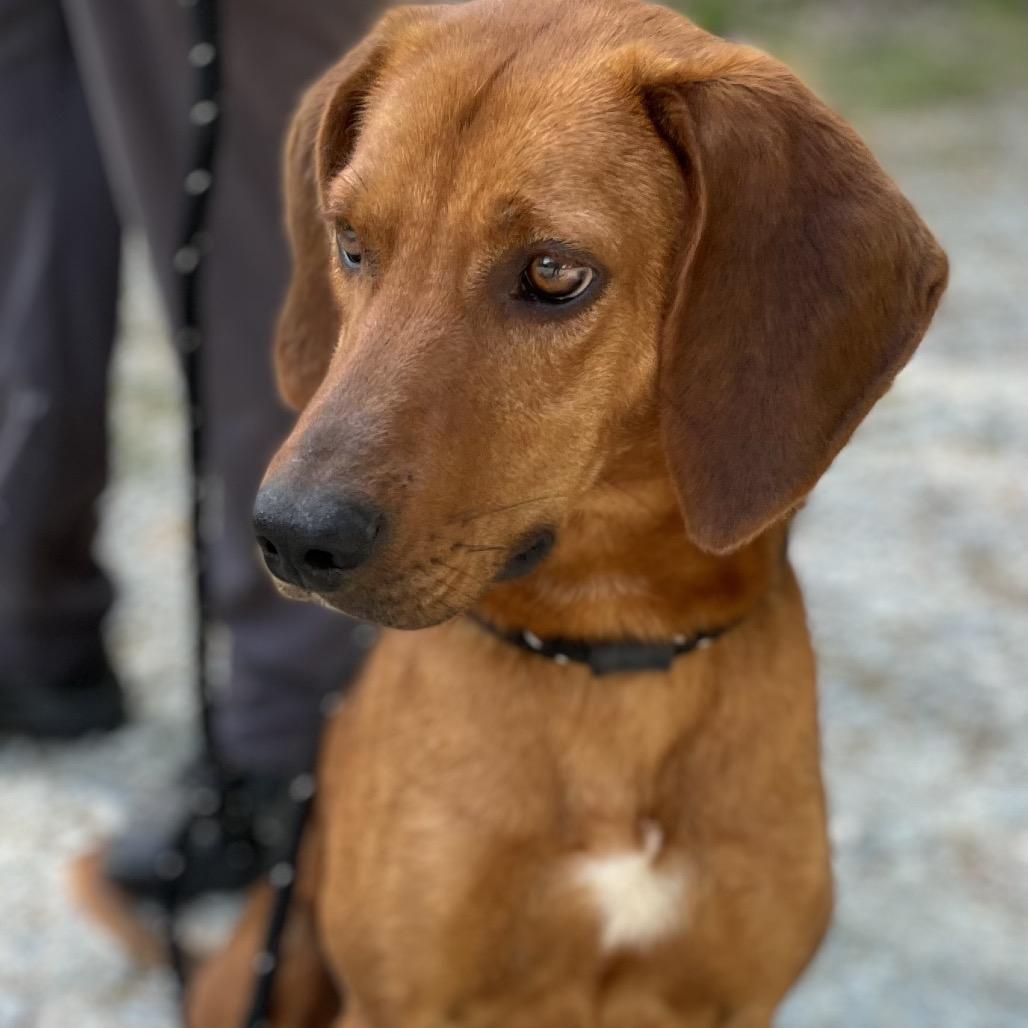 Enlarge Nico, a Adoptable Mixed Breed in Mebane, NC image 2/6