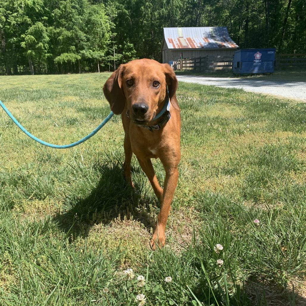Enlarge Nico, a Adoptable Mixed Breed in Mebane, NC image 3/6