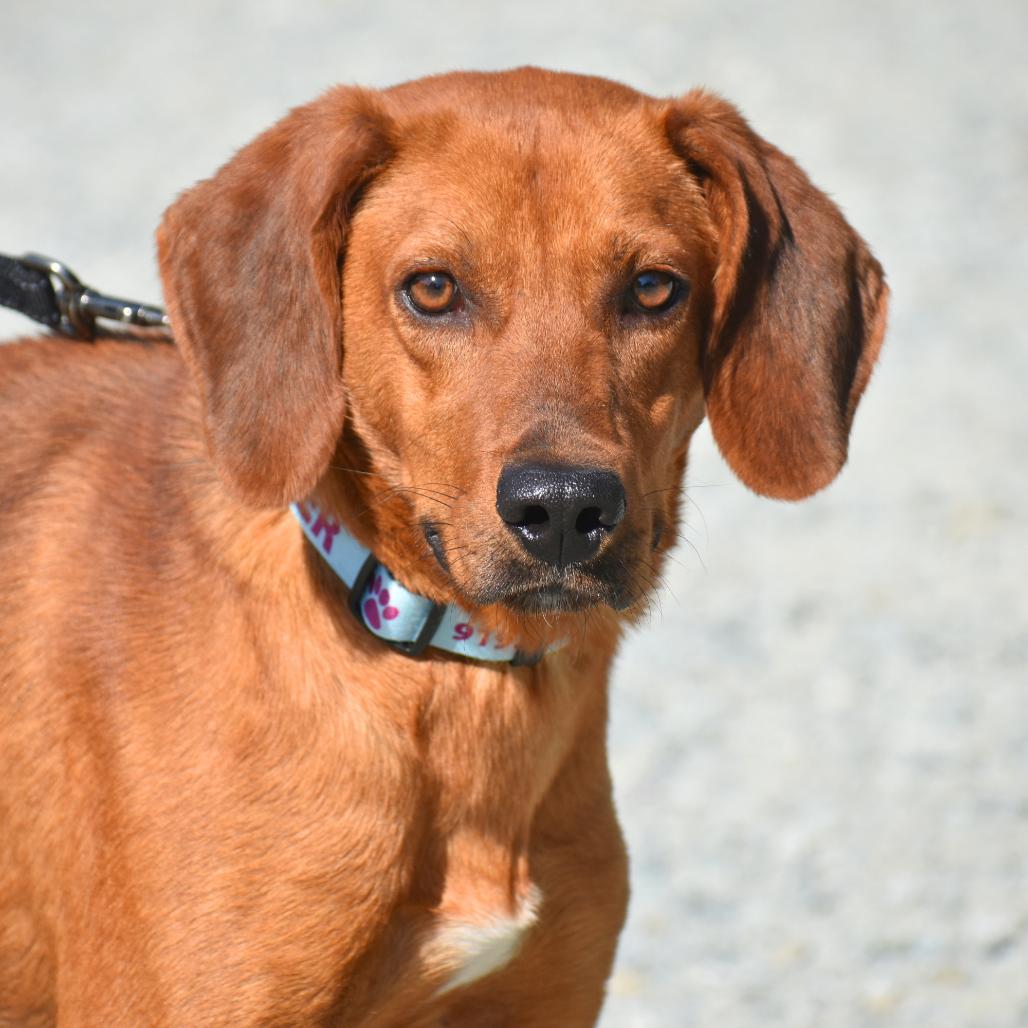 Enlarge Nico, a Adoptable Mixed Breed in Mebane, NC image 4/6