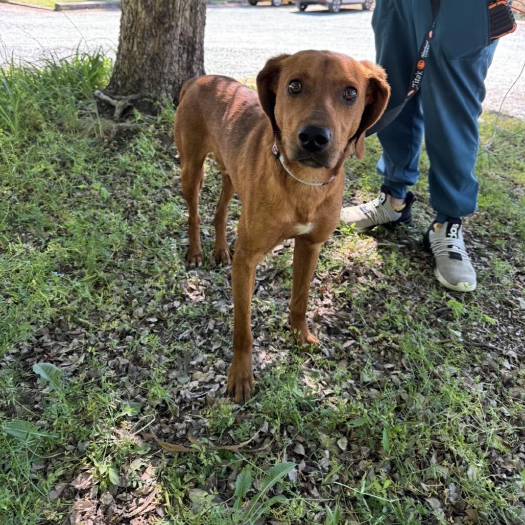 Enlarge Nico, a Adoptable Mixed Breed in Mebane, NC image 5/6
