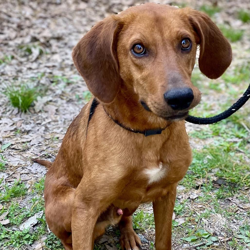 Enlarge Nico, a Adoptable Mixed Breed in Mebane, NC image 6/6