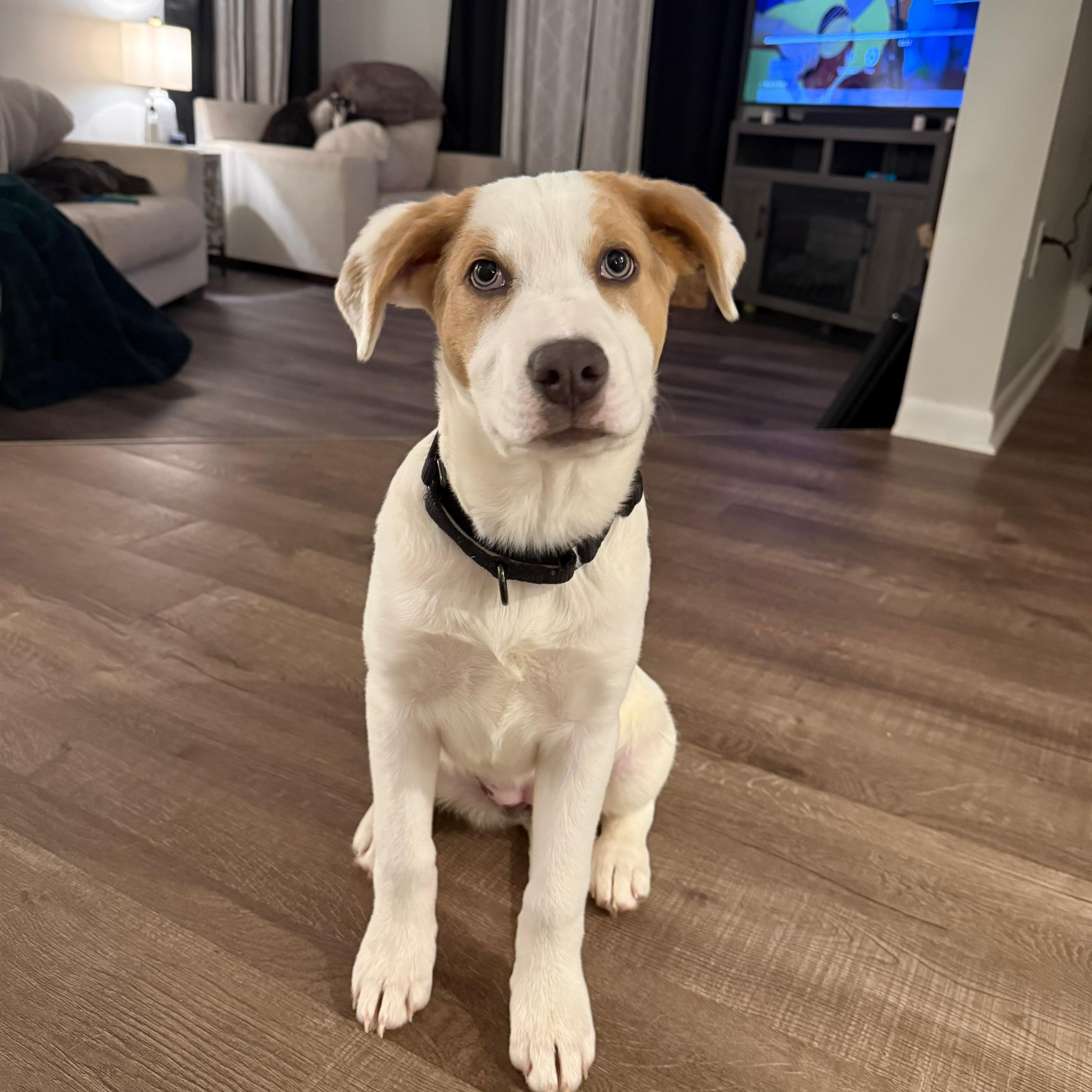 Enlarge Dixie, an adopted mixed breed in Barkhamsted, CT image 5/6