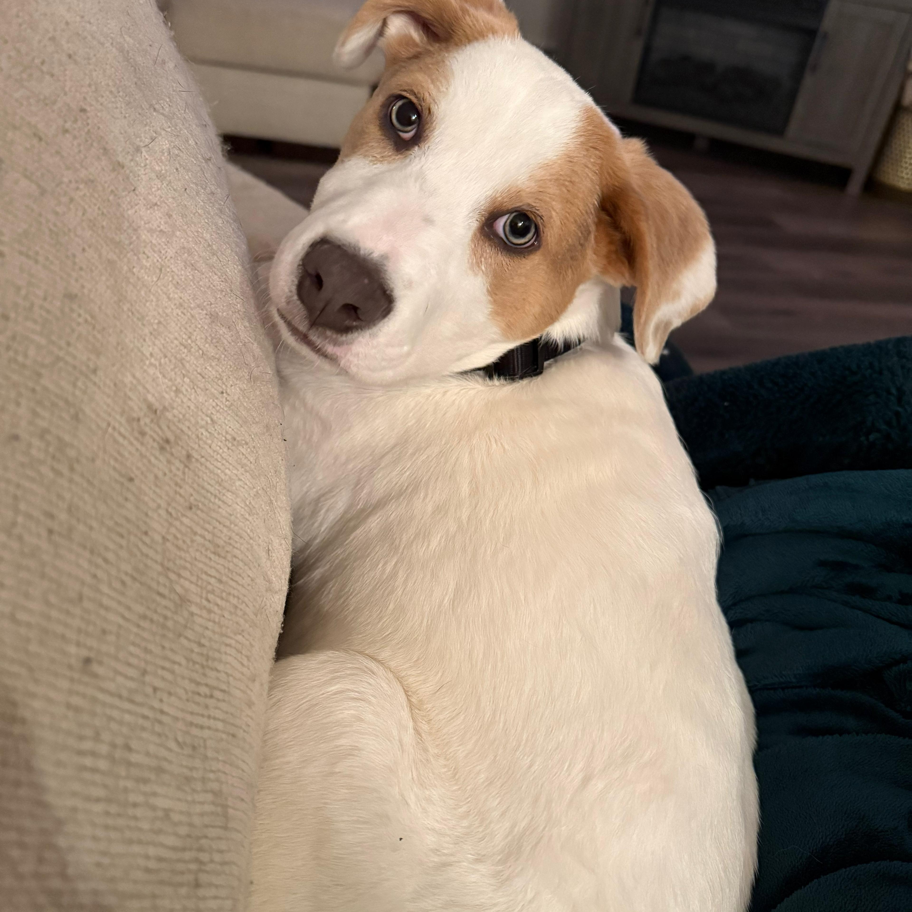 Enlarge Dixie, an adopted mixed breed in Barkhamsted, CT image 6/6