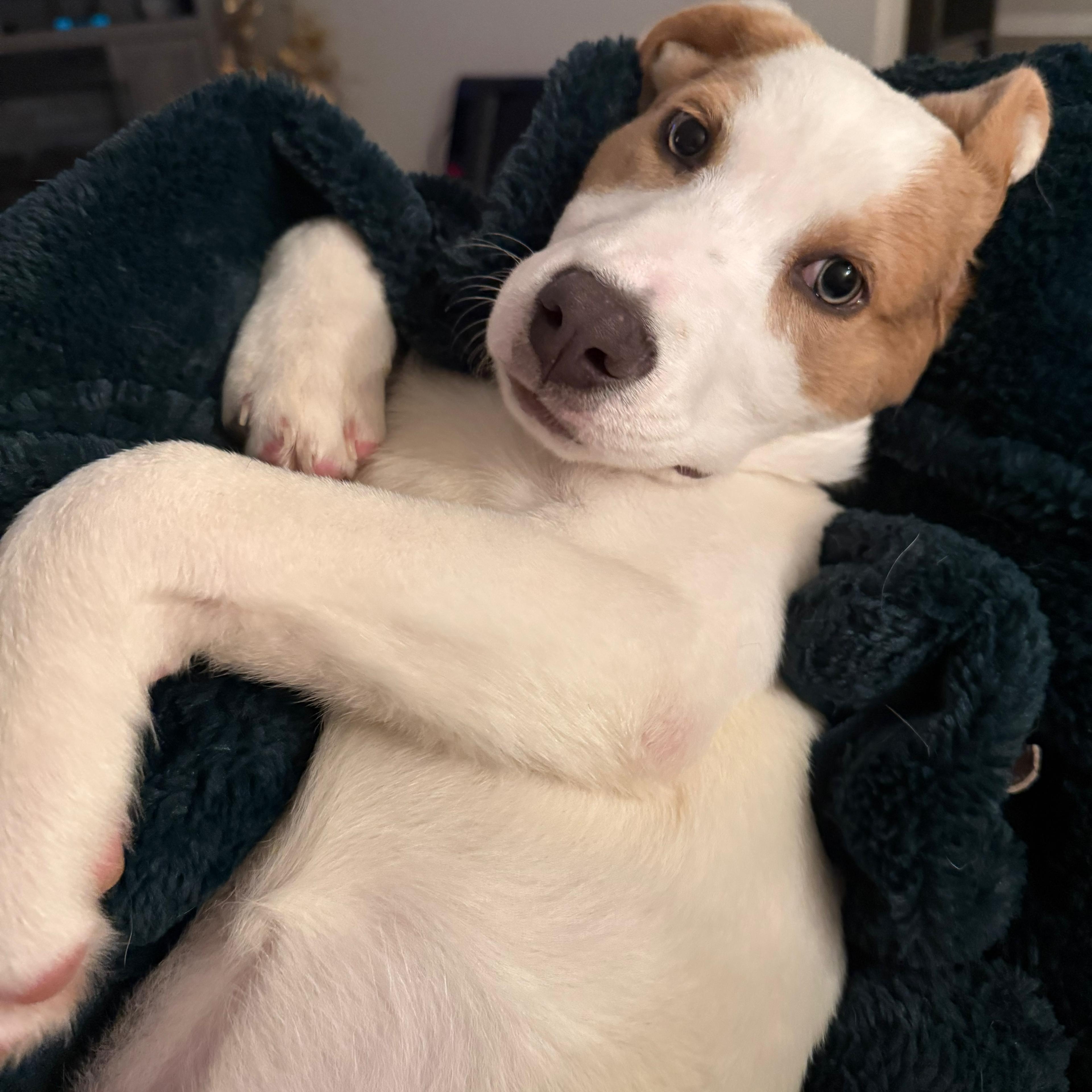 Enlarge Dixie, an adopted mixed breed in Barkhamsted, CT image 2/6