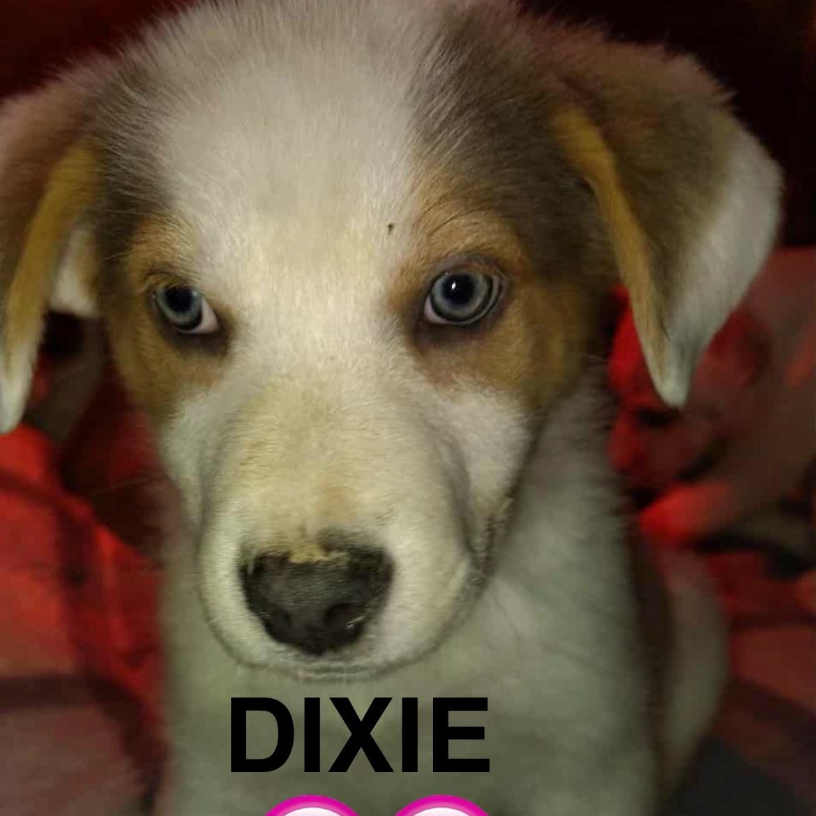 Dixie, ADOPTABLE, Puppy Female Labrador Retriever & Australian Shepherd.