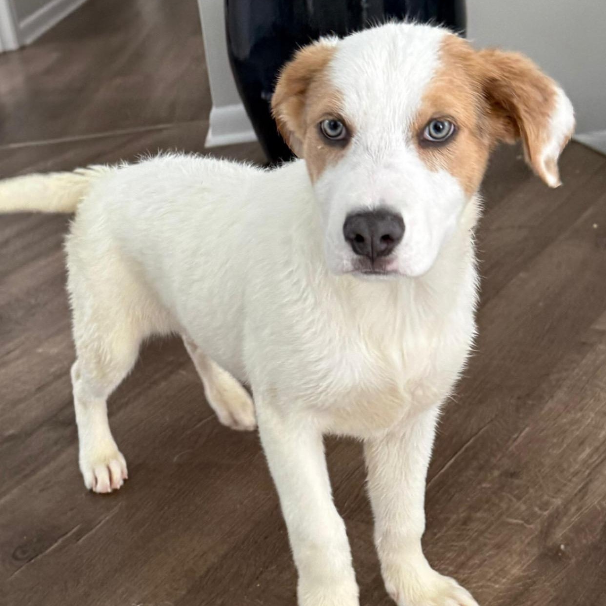 Dixie, ADOPTABLE, Puppy Female Labrador Retriever & Australian Shepherd.