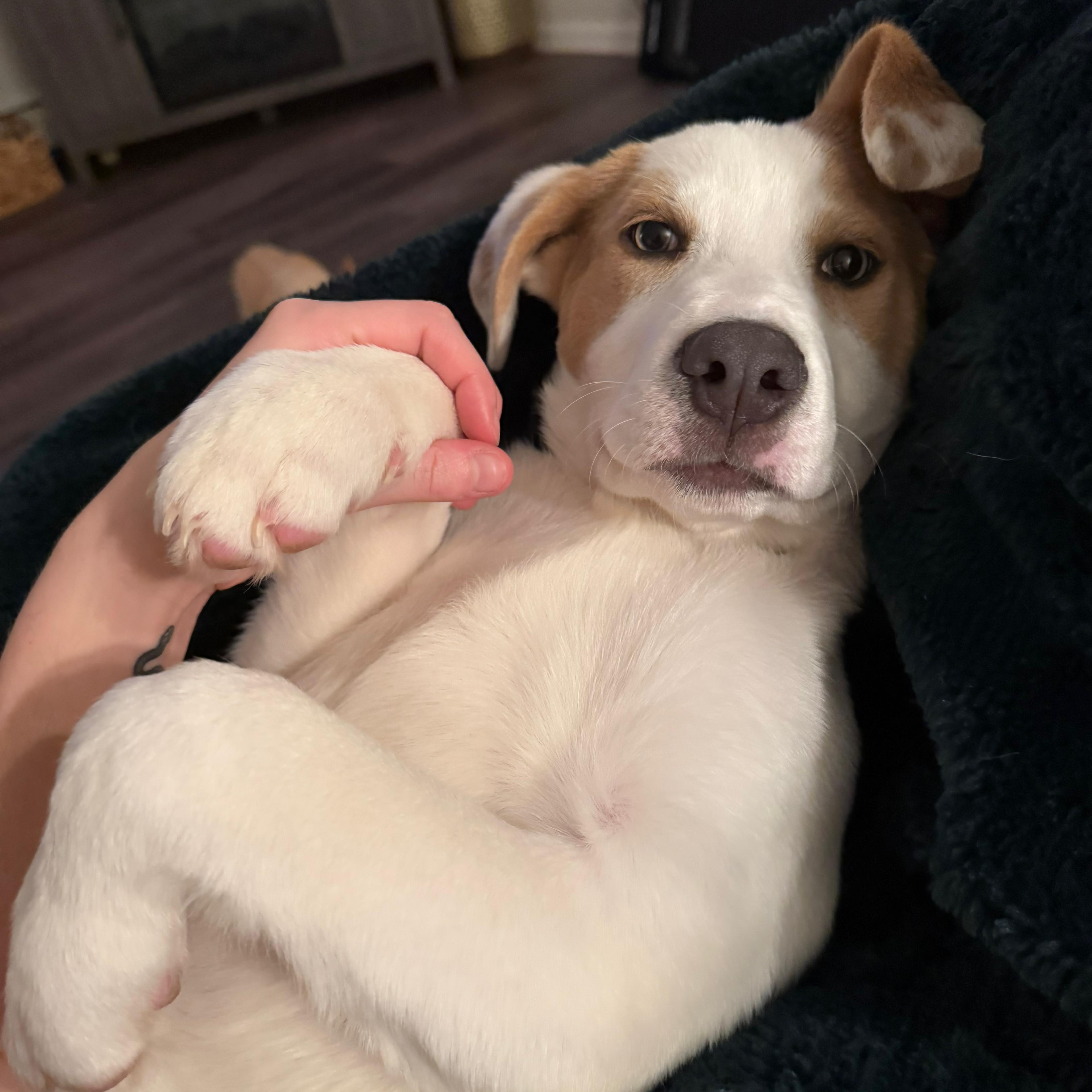 Enlarge Dixie, an adopted mixed breed in Barkhamsted, CT image 3/6