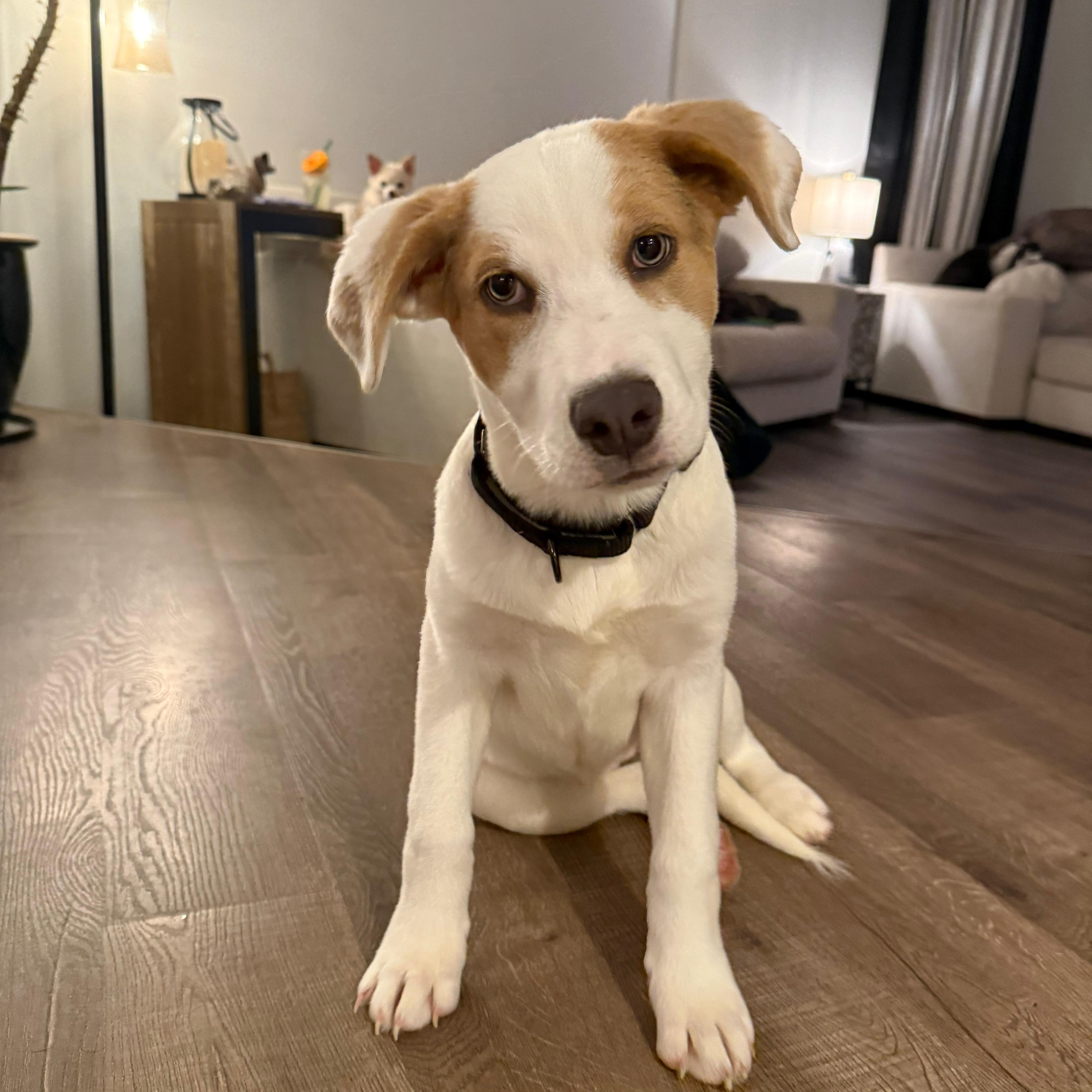 Enlarge Dixie, an adopted mixed breed in Barkhamsted, CT image 4/6