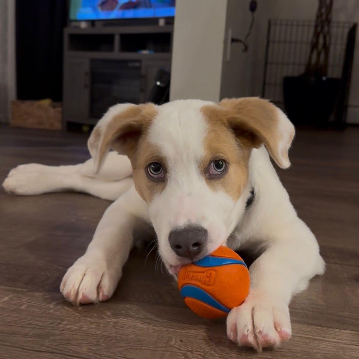 Dixie, adopted, Puppy Female Labrador Retriever & Australian Shepherd.