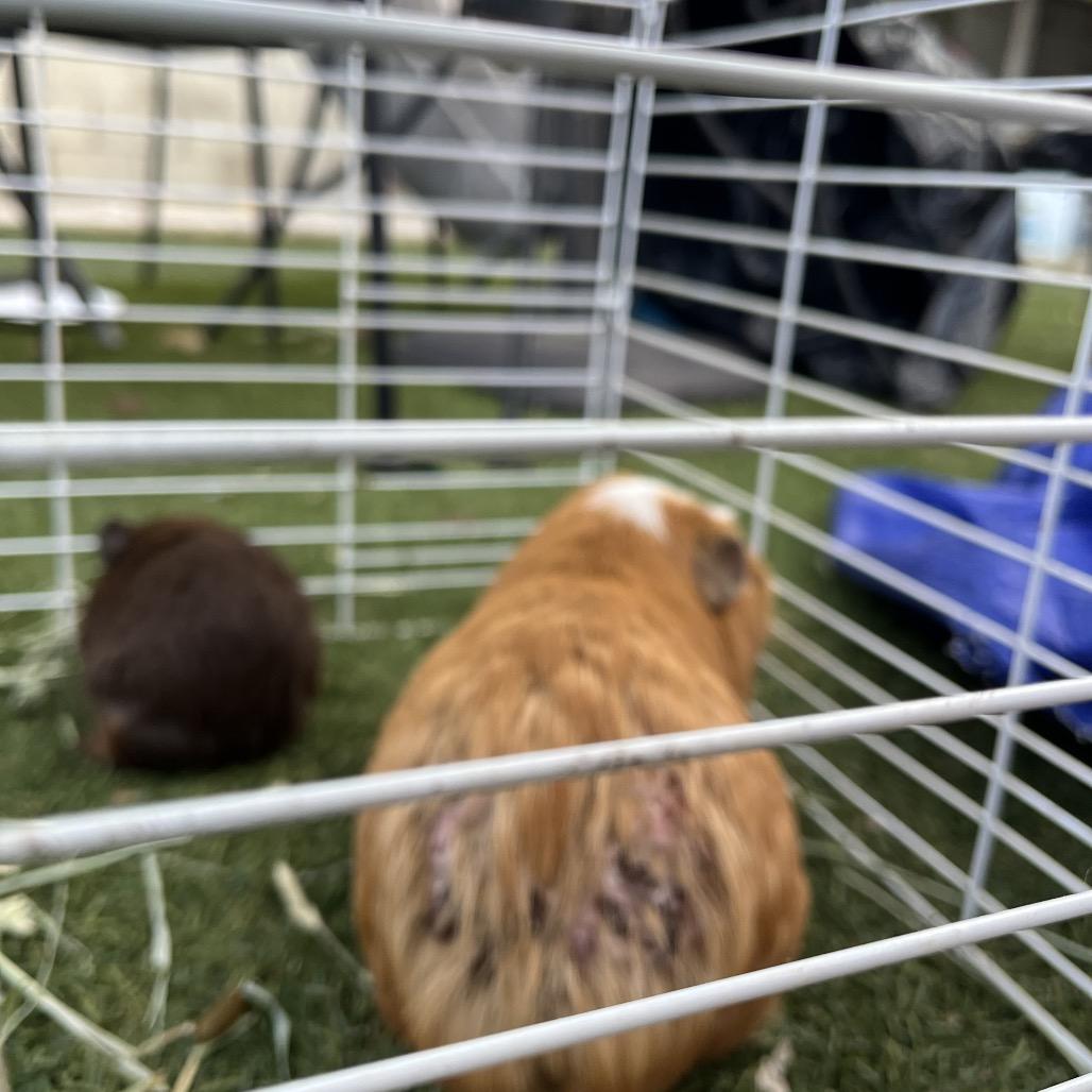Tristan, Adoptable, Young Male Guinea Pig.
