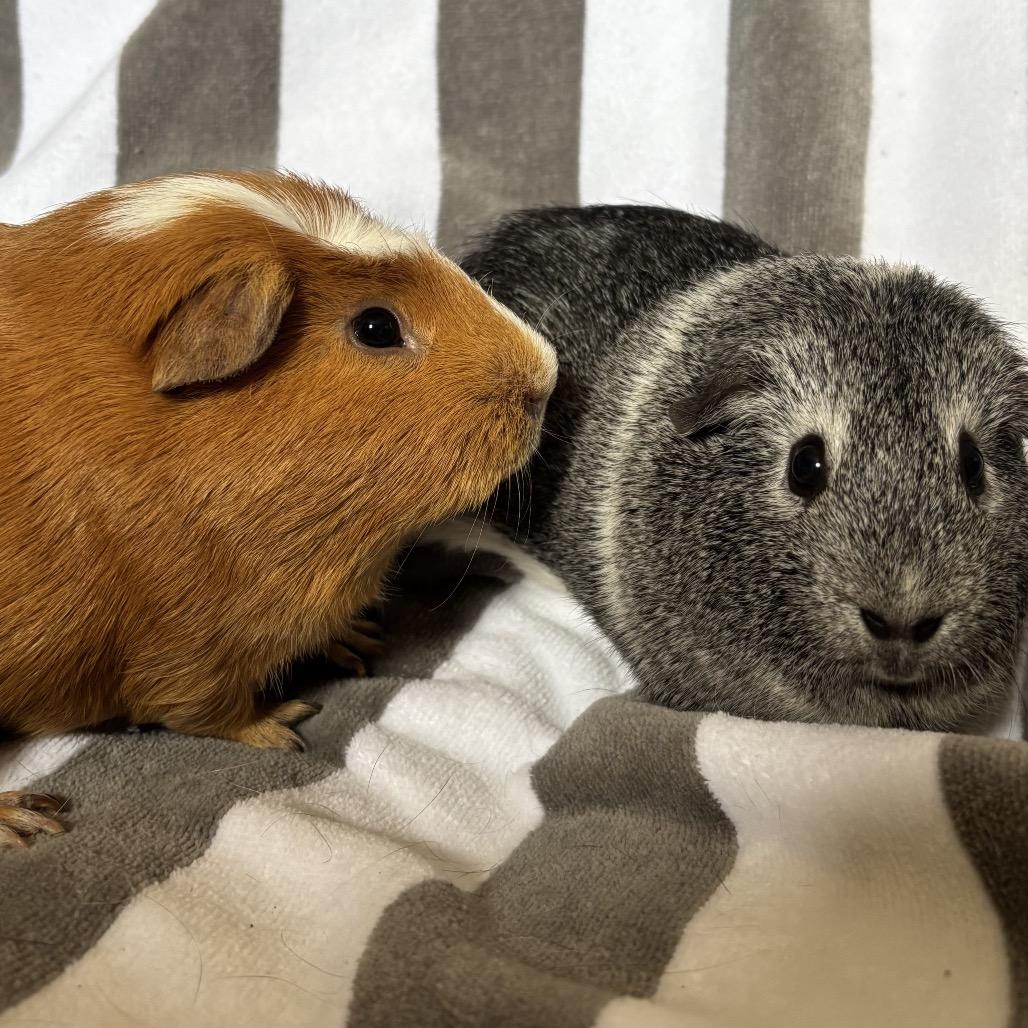 Enlarge Tristan, a Adoptable Guinea Pig in Las Vegas, NV image 2/5