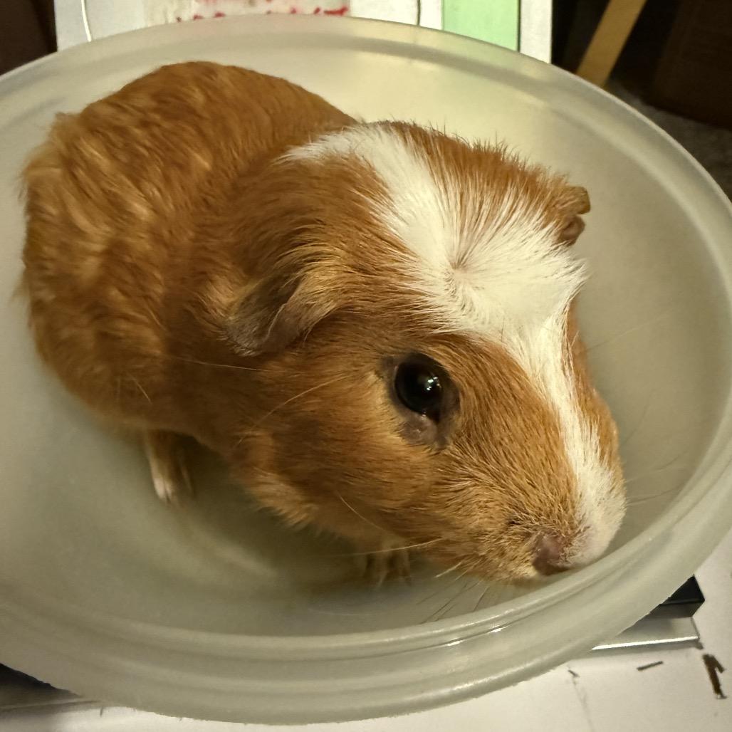 Enlarge Tristan, a Adoptable Guinea Pig in Las Vegas, NV image 3/5