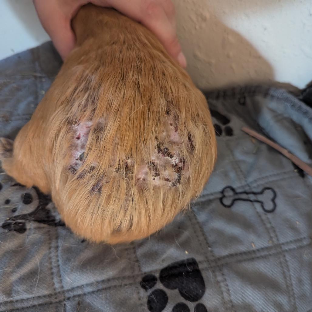 Enlarge Tristan, a Adoptable Guinea Pig in Las Vegas, NV image 5/5