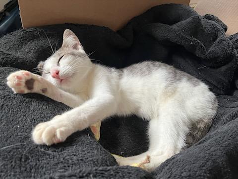 Enlarge Possum, a Adoptable Domestic Short Hair in Ridgewood, NY image 2/5