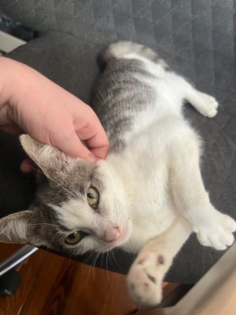 Enlarge Possum, a Adoptable Domestic Short Hair in Ridgewood, NY image 3/5