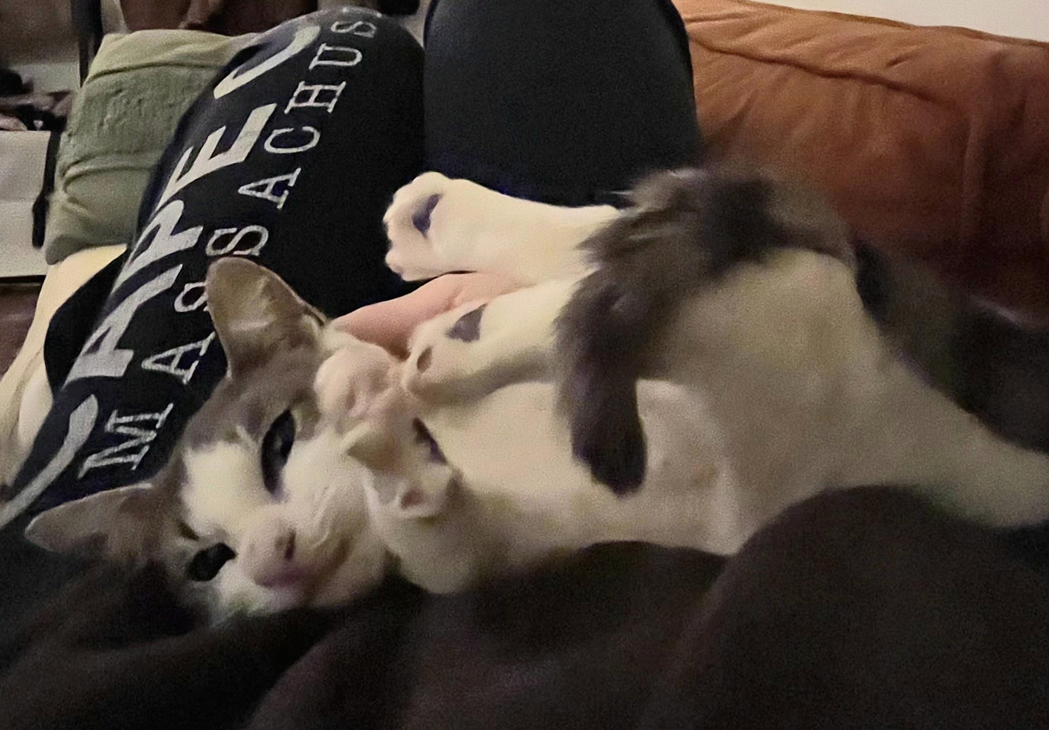 Possum, Adoptable, Kitten Male Domestic Short Hair.